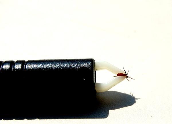 Infektionsgefahr: Nicht selten kommt die Zeckenzange zu spät Infektionsgefahr: Nicht selten kommt die Zeckenzange zu spät