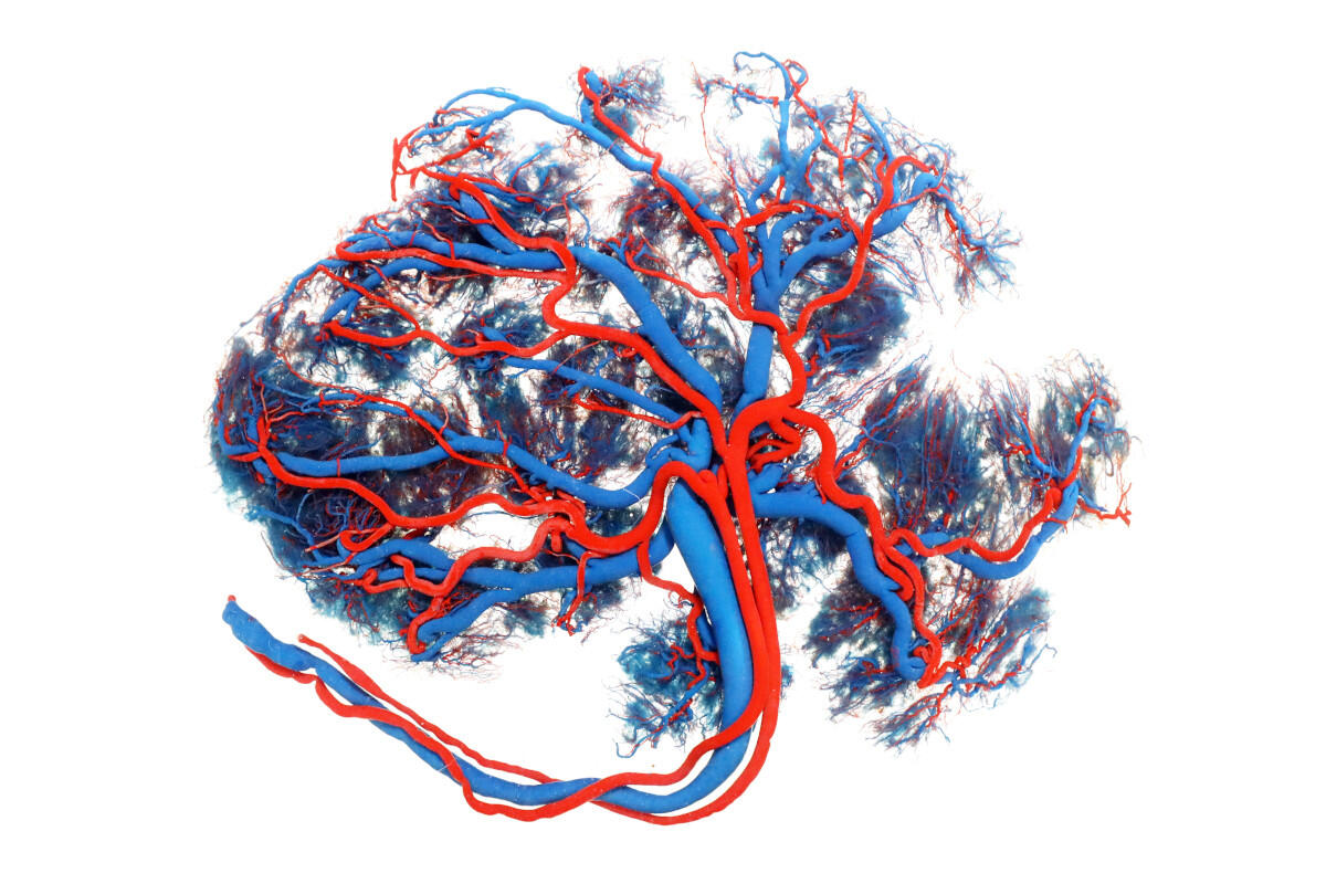 Nabelschnurblut einlagern - Modell einer Placenta  Nabelschnurblut einlagern - Modell einer Placenta