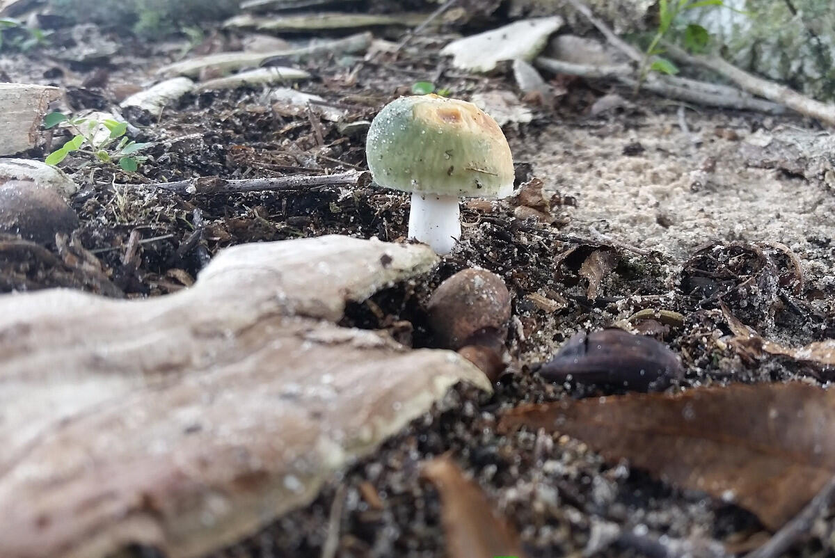 Was tun bei Pilzvergiftungen? Was tun bei Pilzvergiftungen?