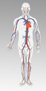 menschlicher Blutkreislauf 