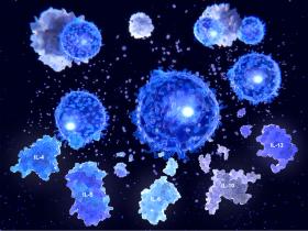 T-Helferzellen und Fresszellen des Immunsystems bei der Arbeit 