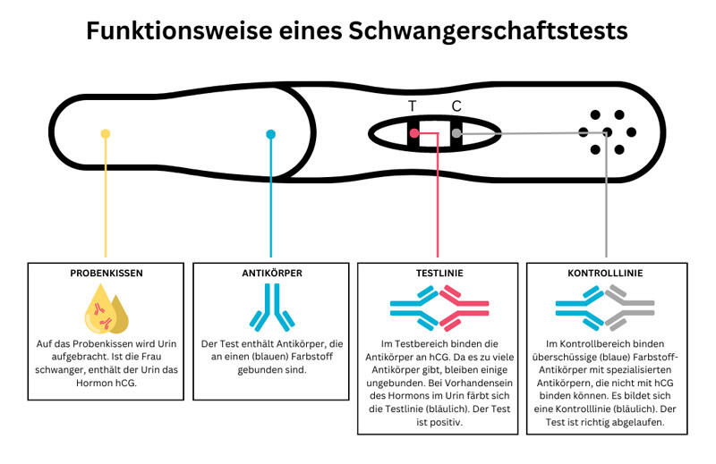 Schwangerschaftstest - Funktionsweise 