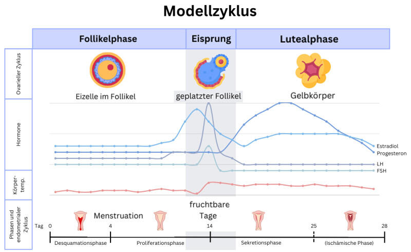 Modell des weiblichen Zyklus mit Eisprung und fruchtbaren Tagen