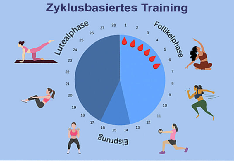 Phasen des Zyklus & Trainings  