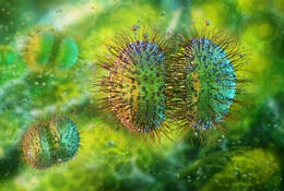 Meningokokken,  (c) Getty Images /quantic69