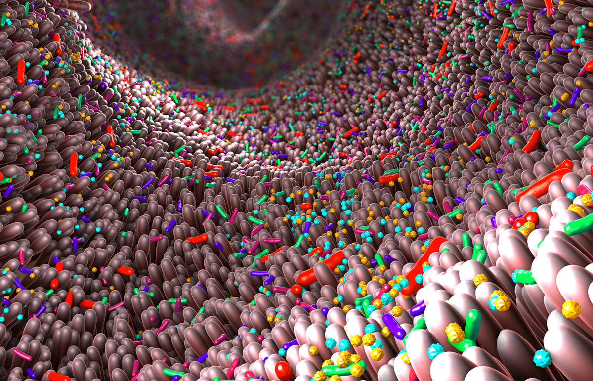 Modell des Mikrobioms im Darm