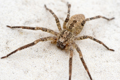 Wie gef&auml;hrlich ist die Nosferatu-Spinne?,  Getty Images / Gugu Mannschatz
