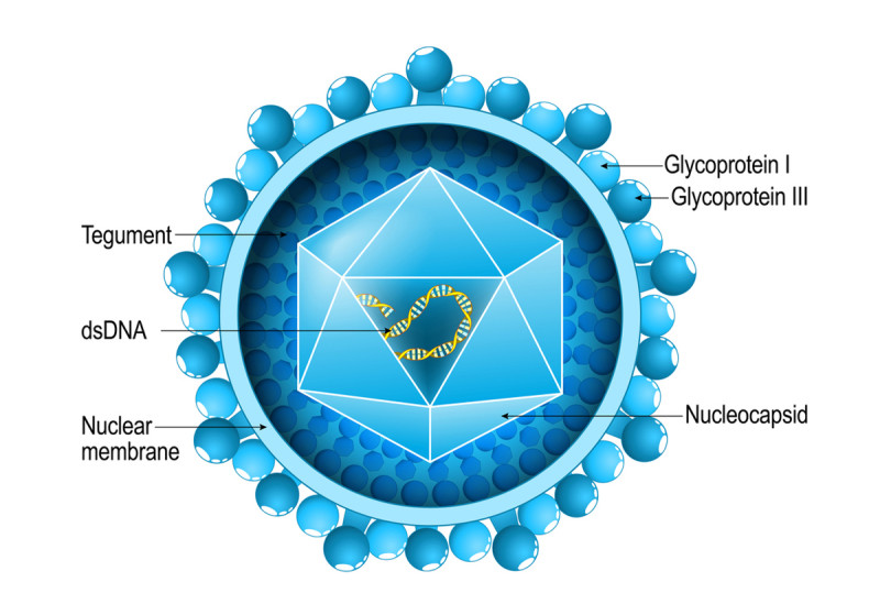 Schematische Darstellung eines Zytomegalovirus - Ausl&ouml;ser von Zytomegalie