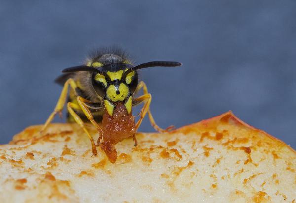 Auch Wespen mögen süße Lebensmittel.