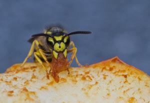 Auch Wespen mögen süße Lebensmittel., pixelio.de / Karl Dichtler