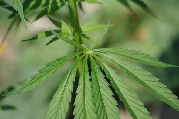 Cannabis ist eine legale Heilpflanze auf Rezept
