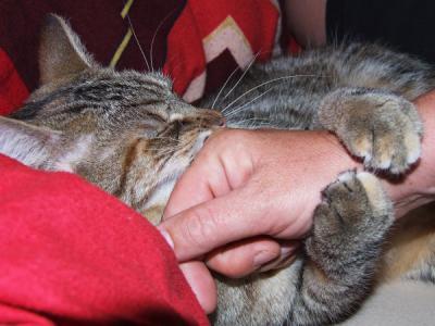 Katzen tun der Gesundheit gut, aber nicht alle und immer,  (c) Marvin Siefke / pixelio.de Katzen tun der Gesundheit gut, aber nicht alle und immer,  (c) Marvin Siefke / pixelio.de