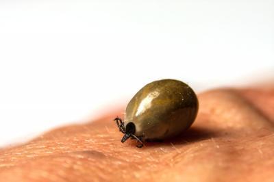 Zecken übertragen FSME und Borreliose