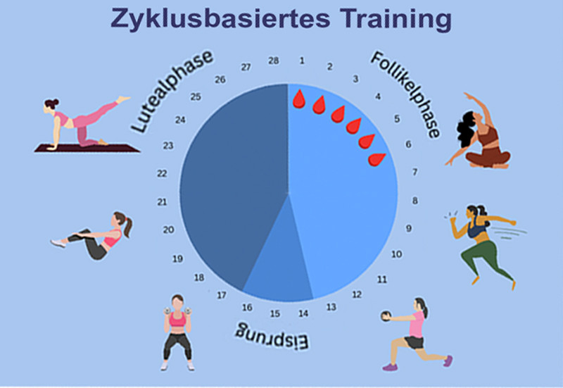 Phasen des Zyklus & Trainings  