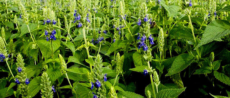 bl&uuml;hende Chiapflenzen