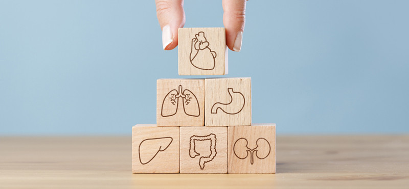 Spenderorgane für Transplantationen