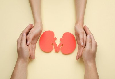 Lebendspende einer Niere f&uuml;r Organtransplantation ,  (c) getty Images / Liudmila Chernetska