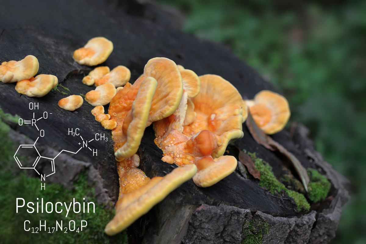 Studien zeigten die Wirksamkeit psychedelischer Pilze bei Depression 